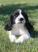 Sophie, a female English Springer Spaniel for sale in Alta Vista, IA – 1 of 9