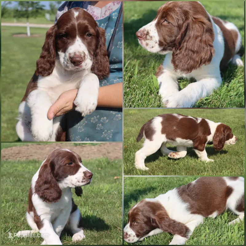 Trixie – English Springer Spaniel puppy for sale in Alta Vista, IA