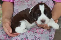 Tracy, a female English Springer Spaniel for sale in Alta Vista, IA – 5 of 6
