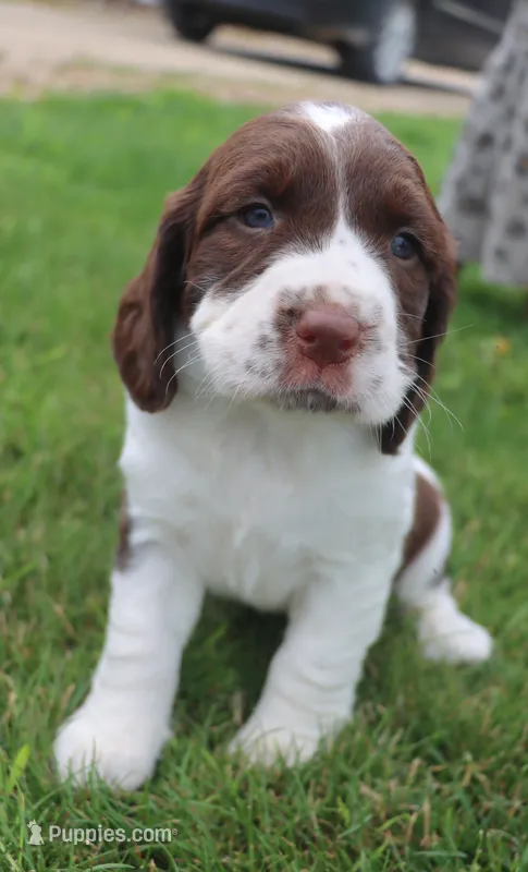 Trixie – English Springer Spaniel puppy for sale in Alta Vista, IA