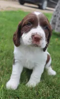 Trixie, a female English Springer Spaniel for sale in Alta Vista, IA – 1 of 10