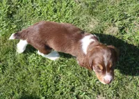 Scott, a male English Springer Spaniel for sale in Alta Vista, IA – 8 of 10