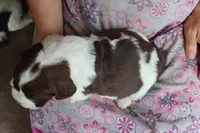 Trixie, a female English Springer Spaniel for sale in Alta Vista, IA – 3 of 5