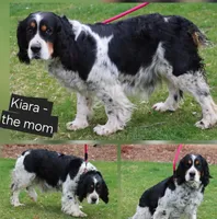 Stormy, a male English Springer Spaniel for sale in Alta Vista, IA – 7 of 7