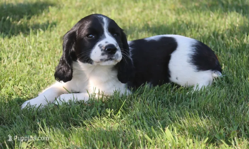 Sophie – English Springer Spaniel puppy for sale in Alta Vista, IA