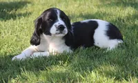Sophie, a female English Springer Spaniel for sale in Alta Vista, IA – 3 of 9