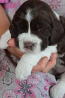 Trooper, a male English Springer Spaniel for sale in Alta Vista, IA – 5 of 6