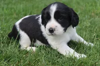 Sophie, a female English Springer Spaniel for sale in Alta Vista, IA – 6 of 8