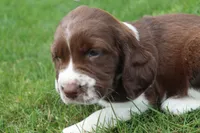 Trooper, a male English Springer Spaniel for sale in Alta Vista, IA – 2 of 7