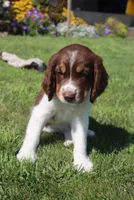 Scott, a male English Springer Spaniel for sale in Alta Vista, IA – 3 of 10