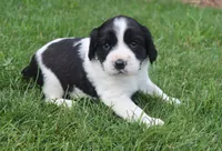 Sophie, a female English Springer Spaniel for sale in Alta Vista, IA – 4 of 8