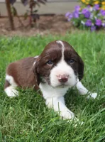 Stormy, a male English Springer Spaniel for sale in Alta Vista, IA – 3 of 6