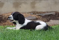 Sophie, a female English Springer Spaniel for sale in Alta Vista, IA – 5 of 8