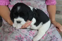 Teddy, a male English Springer Spaniel for sale in Alta Vista, IA – 4 of 5