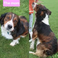 Teddy, a male English Springer Spaniel for sale in Alta Vista, IA – 7 of 7