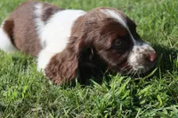 Smokey, a male English Springer Spaniel for sale in Alta Vista, IA – 5 of 9