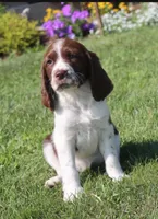 Sunny, a male English Springer Spaniel for sale in Alta Vista, IA – 3 of 10
