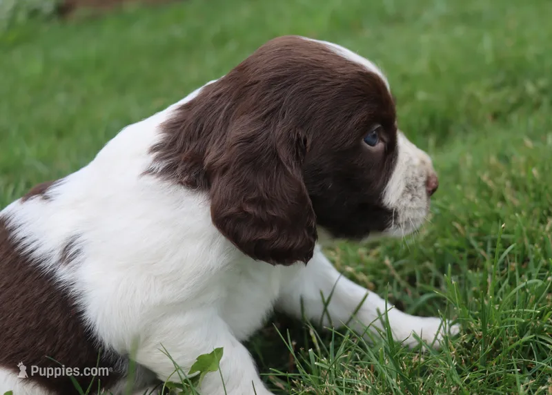 Smokey – English Springer Spaniel puppy for sale in Alta Vista, IA