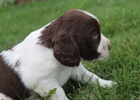 Smokey, a male English Springer Spaniel for sale in Alta Vista, IA – 1 of 5