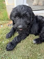 Scruntchy  - multi gen  , a male Goldendoodle for sale in Braselton, GA – 6 of 6