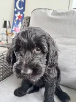 Scruntchy  - multi gen  , a male Goldendoodle for sale in Braselton, GA – 3 of 6