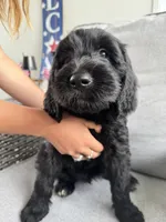 Scruntchy  - multi gen  , a male Goldendoodle for sale in Braselton, GA – 2 of 6