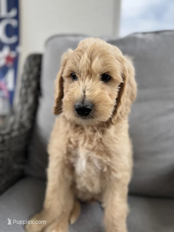 Casper - multi gen   – Goldendoodle puppy for sale in Braselton, GA