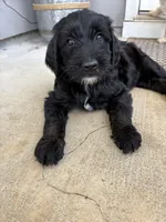 Levi - multi gen  , a male Goldendoodle for sale in Braselton, GA – 3 of 4