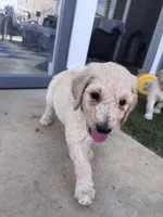 Milo  - multi gen  , a male Goldendoodle for sale in Braselton, GA – 4 of 5