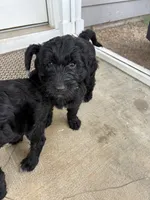 Scruntchy  - multi gen  , a male Goldendoodle for sale in Braselton, GA – 5 of 6