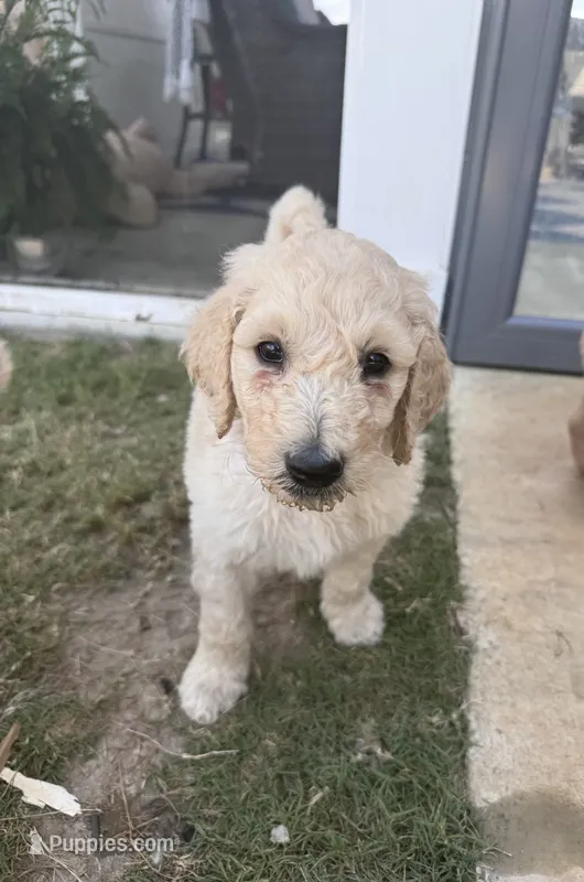 Milo  - multi gen   – Goldendoodle puppy for sale in Braselton, GA
