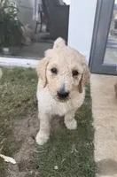 Milo  - multi gen  , a male Goldendoodle for sale in Braselton, GA – 1 of 5