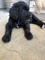 Levi - multi gen  , a male Goldendoodle for sale in Braselton, GA – 4 of 4
