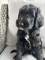 Levi - multi gen  , a male Goldendoodle for sale in Braselton, GA – 1 of 4