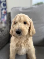 Casper - multi gen  , a male Goldendoodle for sale in Braselton, GA – 3 of 4