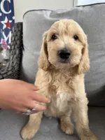 Casper - multi gen  , a male Goldendoodle for sale in Braselton, GA – 4 of 4