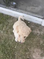 Milo  - multi gen  , a male Goldendoodle for sale in Braselton, GA – 5 of 5