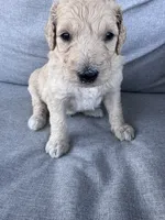 Milo  - multi gen  , a male Goldendoodle for sale in Braselton, GA – 2 of 5