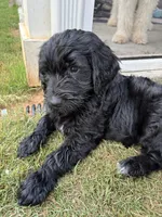 Scruntchy  - multi gen  , a male Goldendoodle for sale in Braselton, GA – 4 of 6