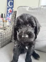 Scruntchy  - multi gen  , a male Goldendoodle for sale in Braselton, GA – 1 of 6