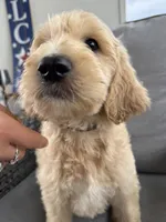 Casper - multi gen  , a male Goldendoodle for sale in Braselton, GA – 2 of 4