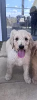 Milo  - multi gen  , a male Goldendoodle for sale in Braselton, GA – 3 of 5