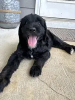 Levi - multi gen  , a male Goldendoodle for sale in Braselton, GA – 2 of 4