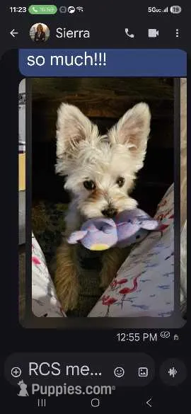 Milly – Morkie puppy for sale in Fort Walton Beach, FL