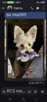 Milly, a  Morkie for sale in Fort Walton Beach, FL – 1 of 3
