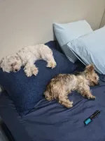 Milly, a  Morkie for sale in Fort Walton Beach, FL – 2 of 3