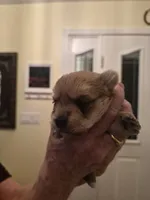Marley, a female Morkie for sale in Fort Walton Beach, FL – 2 of 3