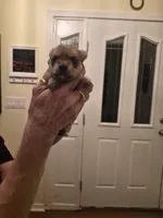 Marley, a female Morkie for sale in Fort Walton Beach, FL – 3 of 3