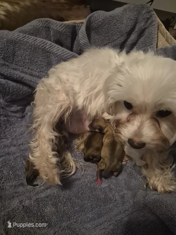 Milton – Morkie puppy for sale in Fort Walton Beach, FL