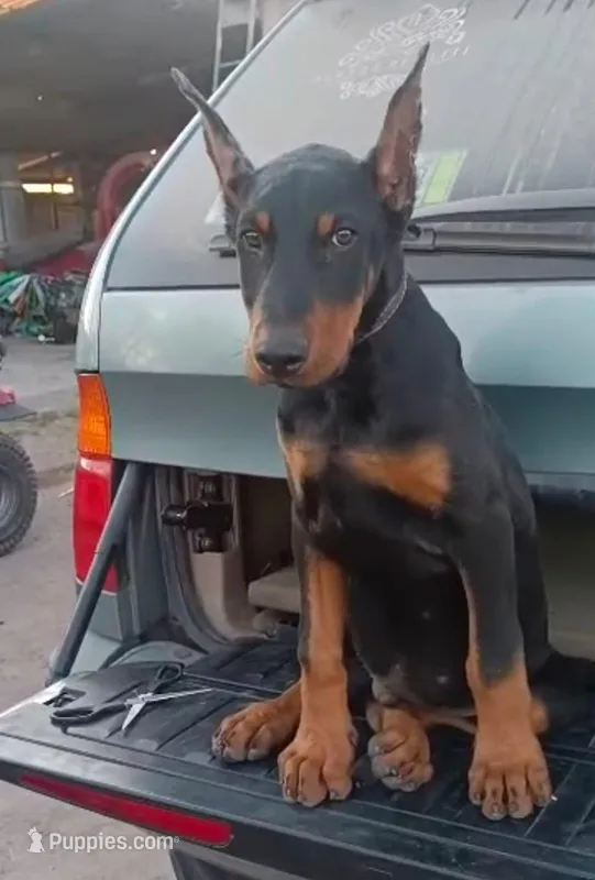 Kira, a female Doberman Pinscher for sale in Yucaipa, CA – Photo 1 of 2